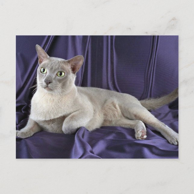 Carte Postale birman, lilas (Devant)
