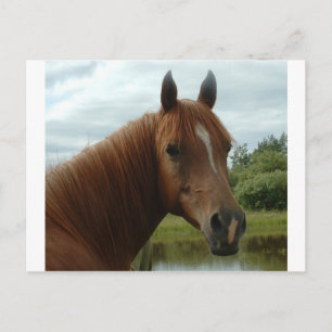 Carte Postale Birthday 012
