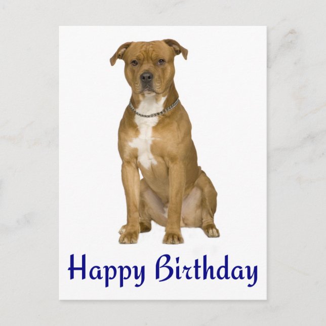 Carte Postale Birthday American Staffordshire Terrier Post Card (Devant)