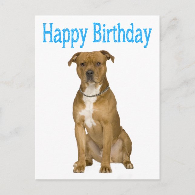 Carte Postale Birthday American Staffordshire Terrier Post Card (Devant)