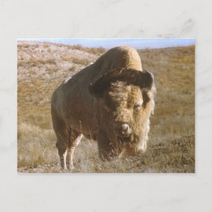 carte postale bison