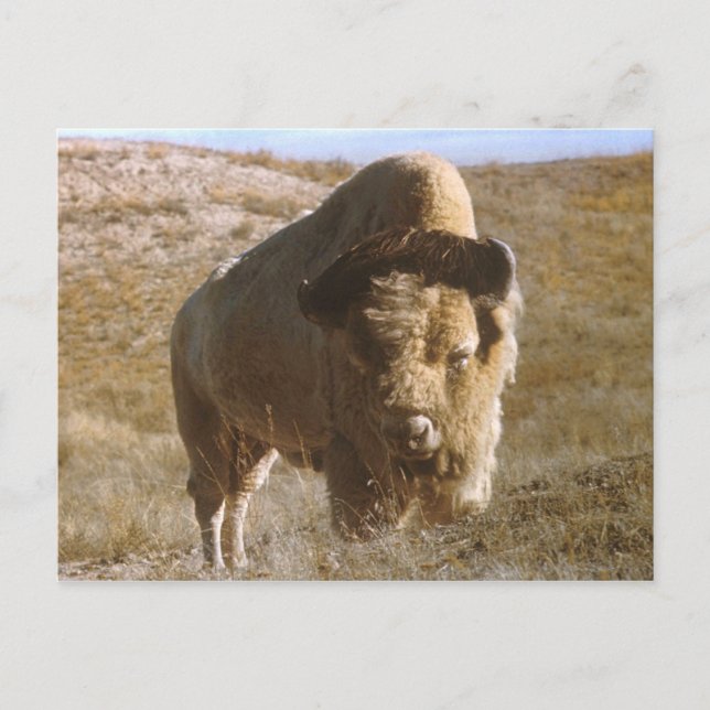 carte postale bison (Devant)
