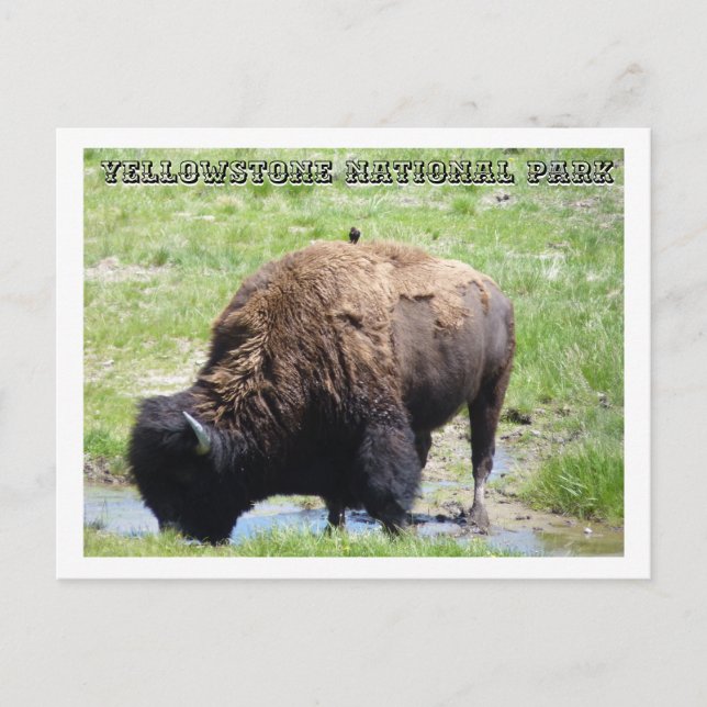 Carte Postale Bison à Yellowstone (Devant)