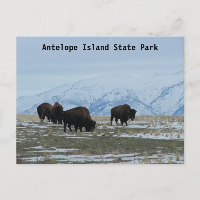 Carte Postale Bison américain (Devant)