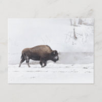 Bison américain dans un étang à vapeur