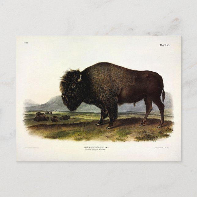 Carte Postale Bison américain, ou bison (bison) - Audubon (Devant)