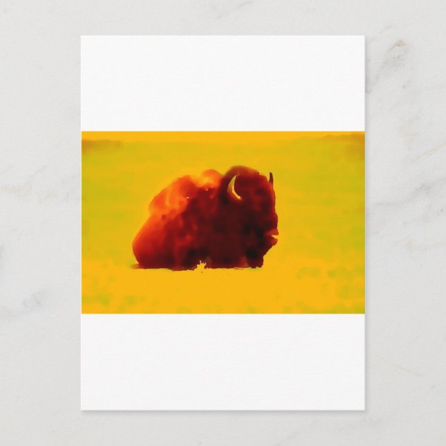 Carte Postale Bison assis (Devant)