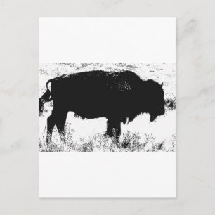 Carte Postale Bison - Buffalo