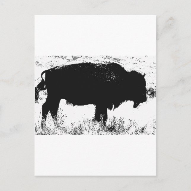 Carte Postale Bison - Buffalo (Devant)