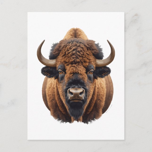 Carte Postale Bison / Buffalo (Devant)