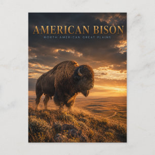 Carte Postale Bison d'Amérique Grandes Plaines ANIMAUX