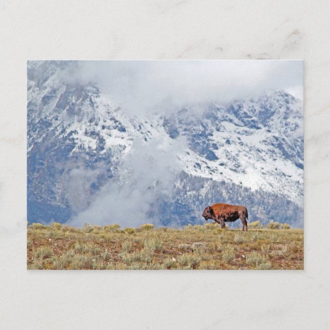 Carte Postale Bison d'Amérique haut dans les Tetons regardant le (Devant)