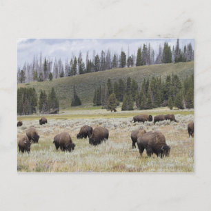 Carte Postale Bison dans la vallée Hayden de Yellowstone
