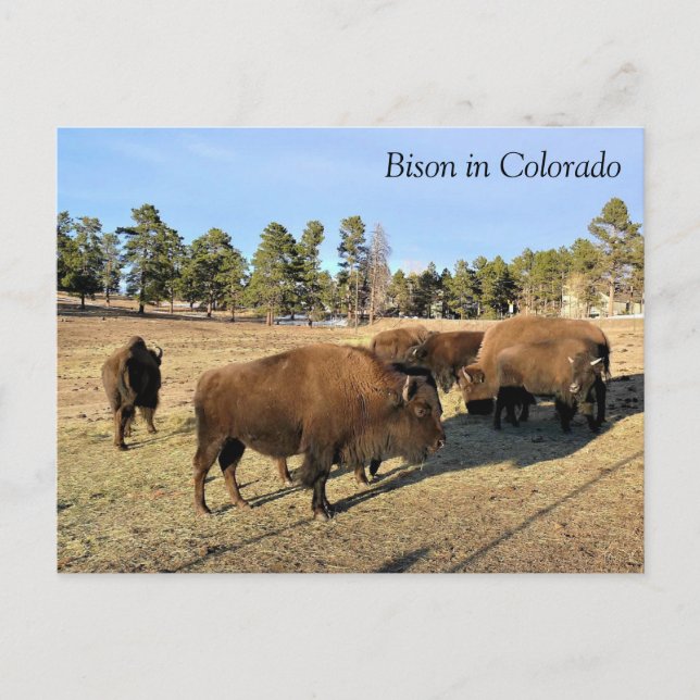 Carte Postale Bison dans le Colorado (Devant)