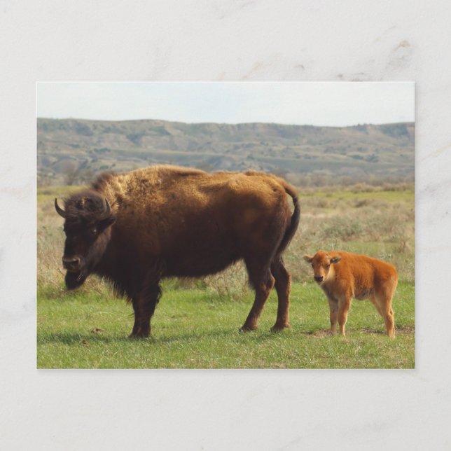 Carte Postale Bison dans le Dakota du Nord (Devant)