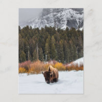 Bison dans le parc national Snowy Yellowstone Phot