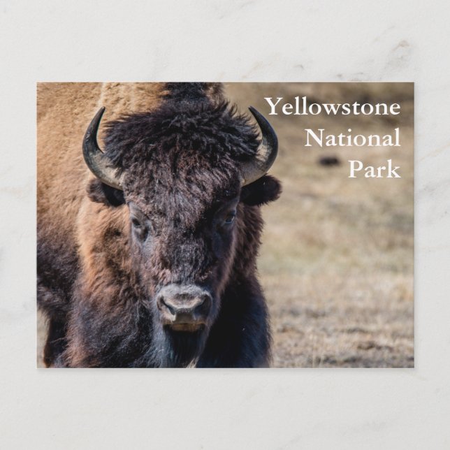 Carte Postale Bison dans le parc national Yellowstone (Devant)