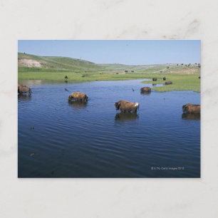Carte Postale Bison Dans L'Eau Avec De Nombreuses Hirondelles De