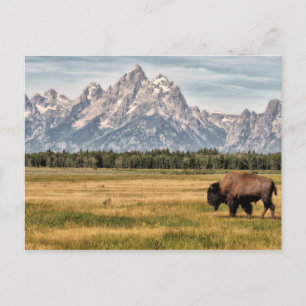 Carte Postale Bison dans les Tétons