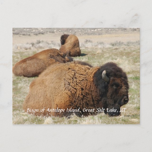 Carte Postale Bison d'Antelope Island (Devant)