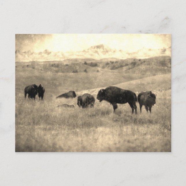 Carte Postale Bison de Badlands (Devant)