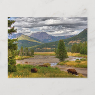 Carte Postale Bison de Yellowstone