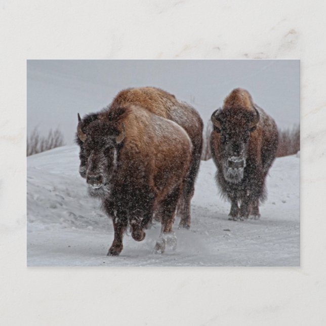 Carte Postale Bison de Yellowstone (Devant)