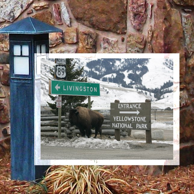 Carte Postale BIson, Entrée Yellowstone, Gardiner, MT (Créateur téléchargé)