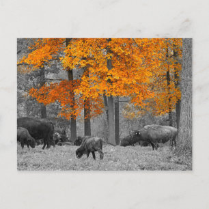 Carte Postale Bison orange