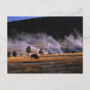 Carte Postale Bison pâturant dans le bassin supérieur de Geyser