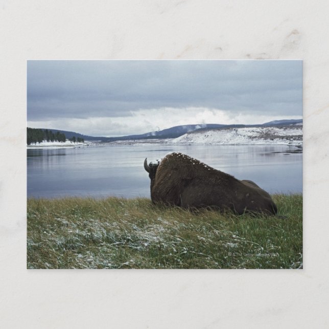 Carte Postale Bison Reposant Sur La Rivière Yellowstone Avec Nei (Devant)