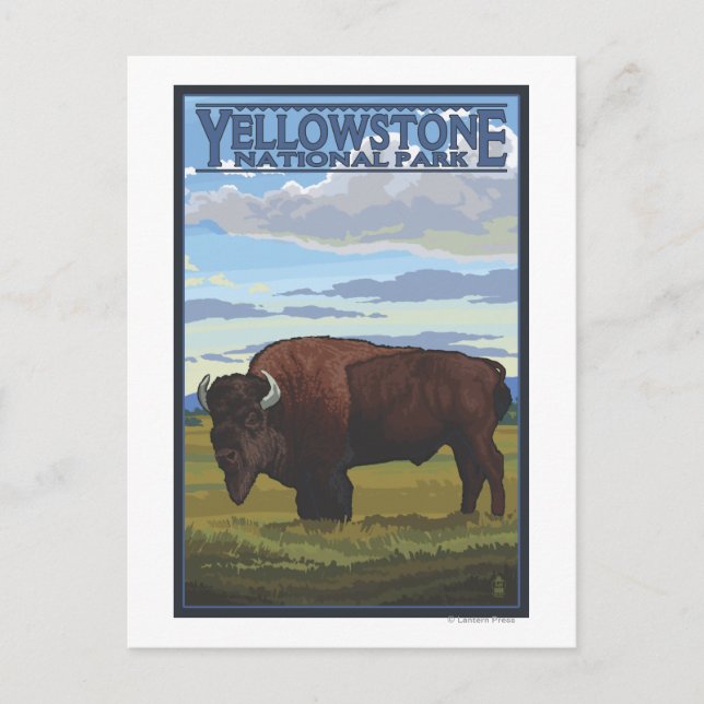 Carte Postale Bison Scene - Parc national de Yellowstone (Devant)