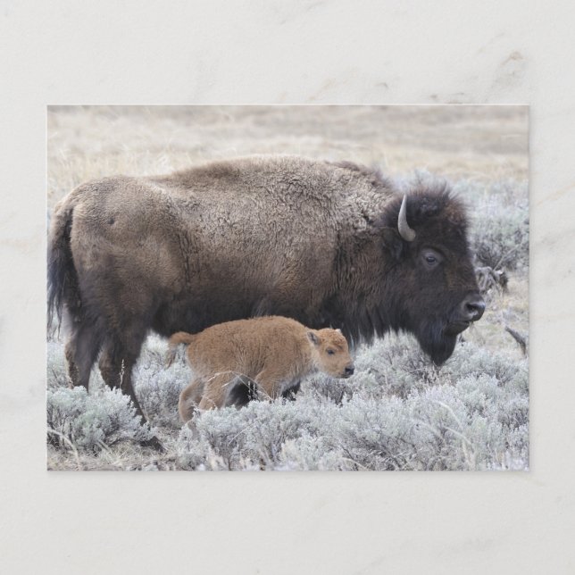 Carte Postale Bisonne et veau, Yellowstone (Devant)