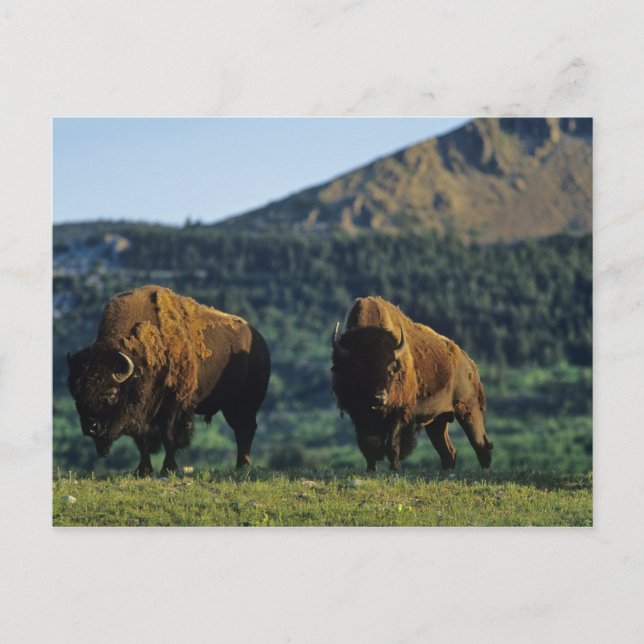 Carte Postale Bisons dans le parc national des Lacs-Waterton à (Devant)