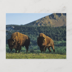 Carte Postale Bisons mâles au parc national des lacs Waterton