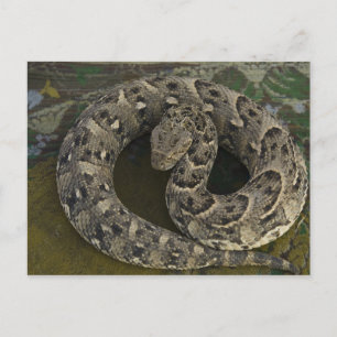 Carte Postale Bitis Bitis, une poule noire africaine de Snake Ch