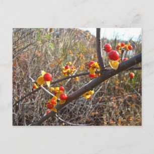 Carte Postale Bitsweet Vine Berries Produits