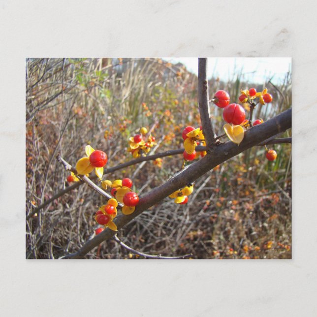 Carte Postale Bitsweet Vine Berries Produits (Devant)