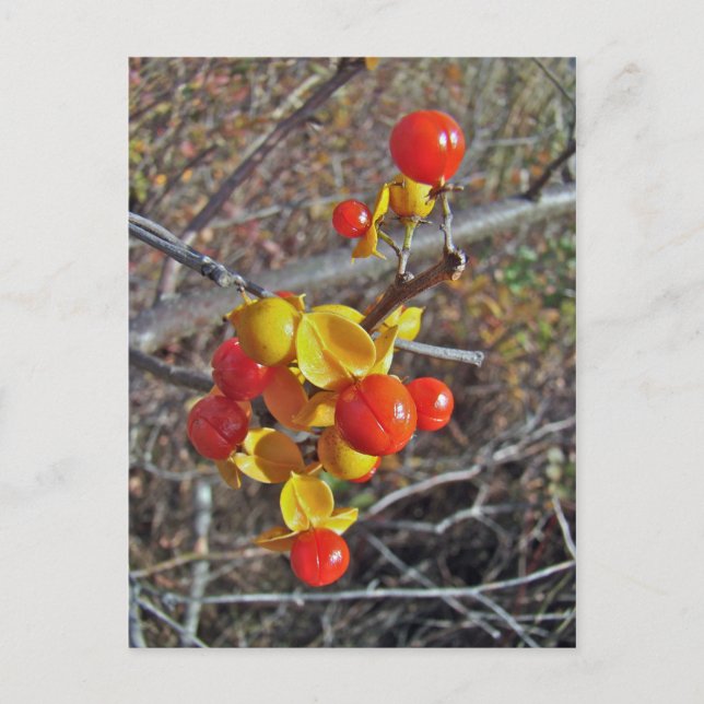 Carte Postale Bitsweet Vine Berries Produits (Devant)