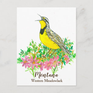 Carte Postale Bitterroot rose Ouest Meadowlark Montana