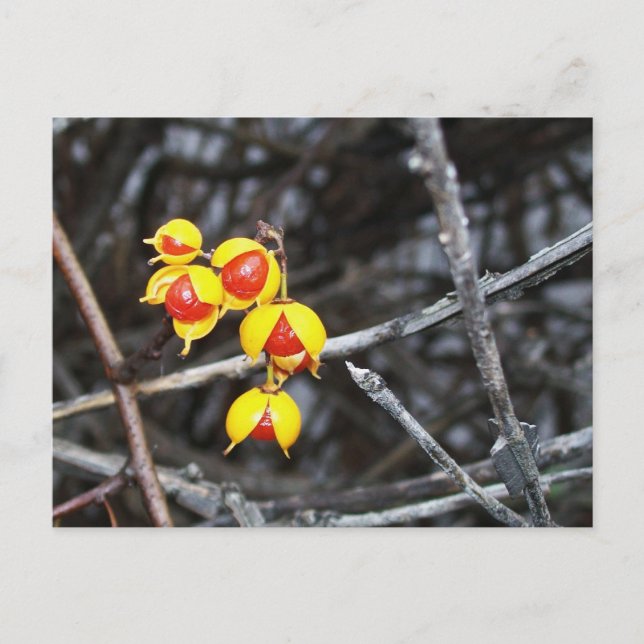 Carte Postale Bittersweet (Devant)