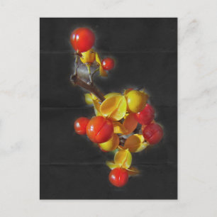 Carte Postale Bittersweet Berries - Beauté d'automne