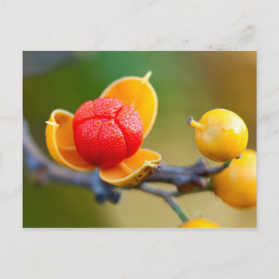 Carte Postale Bittersweet oriental