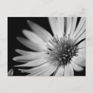 Carte Postale Black and White Flower