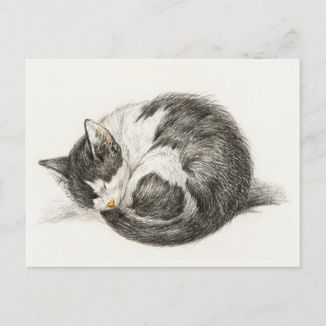 Carte Postale Black and white pencil drawing of a sleepcat (Devant)