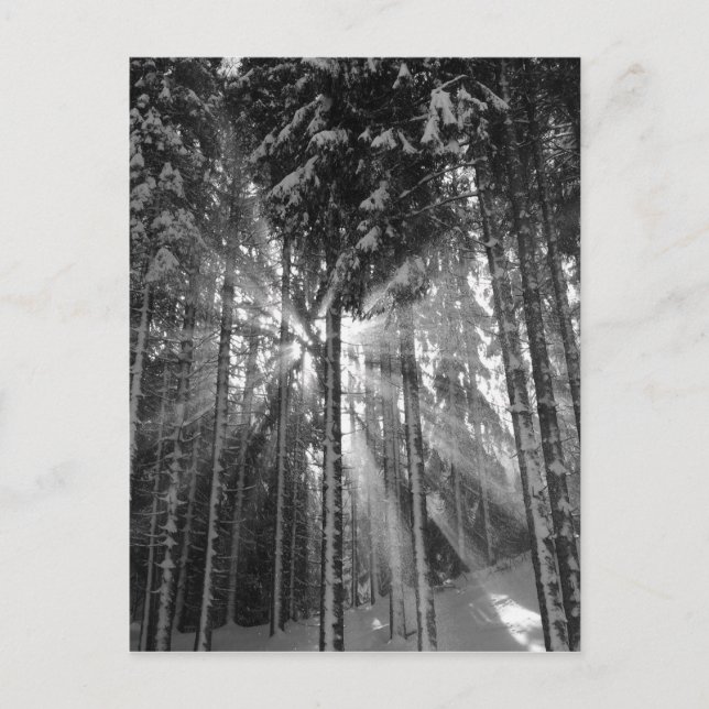 Carte Postale Black and White Winter Wonderland (Devant)