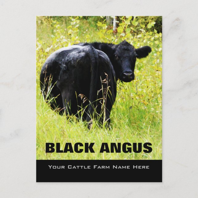 Carte Postale Black Angus Steer - Ajouter Votre Nom De Ranch De  (Devant)