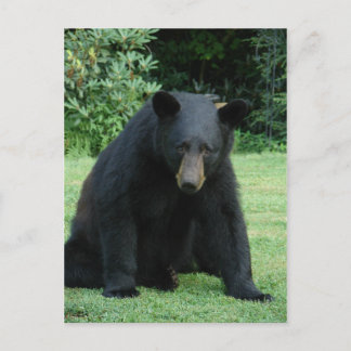 Carte Postale Black Bear - "Cubby I'm hear!"