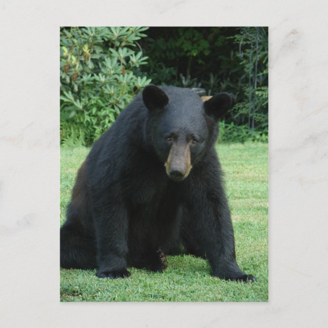 Carte Postale Black Bear - "Cubby I'm hear!" (Devant)