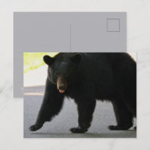 Black Bear in Cades Cove - Great Smokey Mountains 